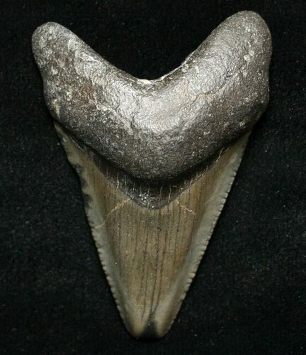 Juvenile Megalodon Tooth - South Carolina #8709